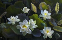 Vì sao người Việt ưa chuộng tranh hoa sen trong trang trí nhà ở theo phong thủy?