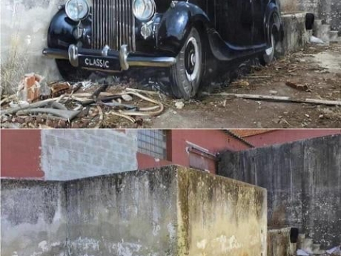 TRANH TƯỜNG 3D