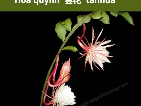 Vẽ Tranh Tường Văn Phòng Đẹp – Không Gian Làm Việc Sáng Tạo | Vẽ Tranh Tường NU TP.HCM